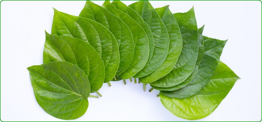 Memelihara Jantung Sehat dengan Ramuan Herbal, Resep Tradisional yang Terbukti