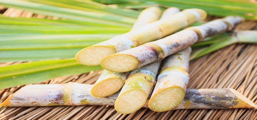 Tebu Alami Ternyata Bisa Menjadi Obat Bagi Penderita Diabetes